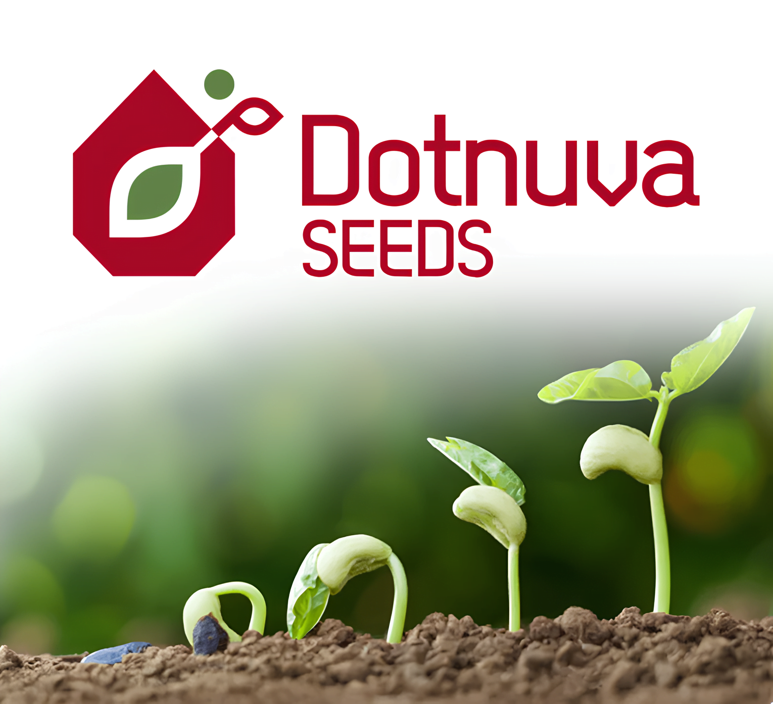 Dotnuvaseeds 1